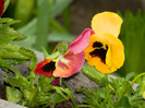 DSCN3063