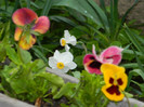 DSCN3064