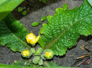 DSCN3067