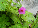 DSCN3077