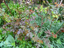 DSCN3078
