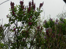 DSCN3101