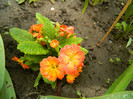 DSCN3122