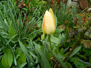 DSCN3132