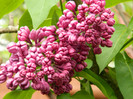 DSCN3134