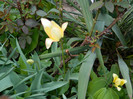 DSCN3424