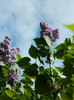 DSCN3431