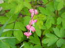 DSCN3442