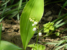 DSCN3446
