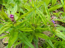 DSCN3456