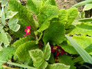 DSCN3466