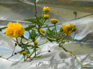 DSCN3478