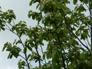 DSCN3483