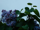 DSCN3503