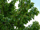 DSCN3505