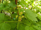 DSCN3528