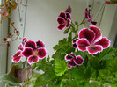 DSCN3531
