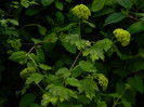 DSCN3537