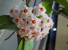 DSCN8037