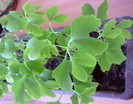 Ginkgo_9