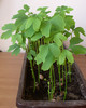 Ginkgo_3