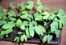 Ginkgo_4