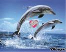 delfini dolci