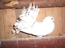 DSCN0909[1]