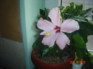 poze 430