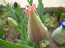 P1000411
