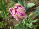 P1000413
