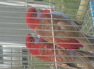 S6303223