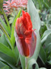 Tulipa Giant Parrot (2012, April 20)