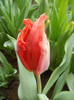 Tulipa Giant Parrot (2012, April 20)