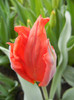 Tulipa Giant Parrot (2012, April 20)