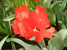 Tulipa Giant Parrot (2012, April 21)