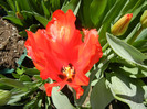 Tulipa Giant Parrot (2012, April 22)