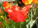 Tulipa Giant Parrot (2012, April 22)