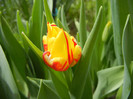 Tulipa Mickey Mouse (2012, April 21)