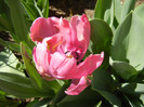 Tulipa Rai (2012, April 22)