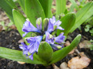 Hyacinth Isabelle (2012, April 20)