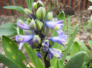 Hyacinth Isabelle (2012, April 20)