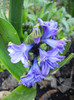 Hyacinth Isabelle (2012, April 21)