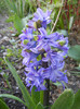 Hyacinth Isabelle (2012, April 22)