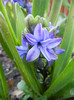 Hyacinth Isabelle (2012, April 22)