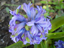 Hyacinth Isabelle (2012, April 22)