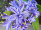 Hyacinth Isabelle (2012, April 22)