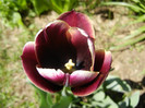 Tulipa Jackpot (2012, April 23)