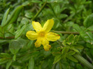 Jasminum nudiflorum (2012, April 20)