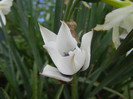 Tulip Alba Coerulea Oculata (2012, Apr.20)